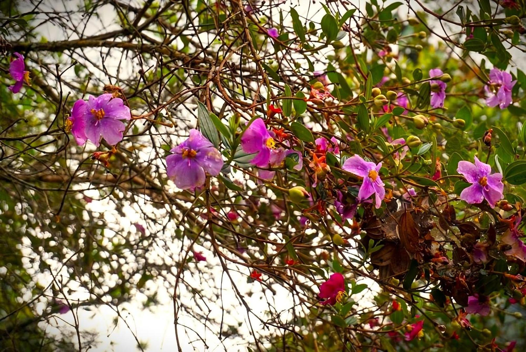 Encanto Minicasitas En Medio De La Naturaleza Santa Elena  Εξωτερικό φωτογραφία